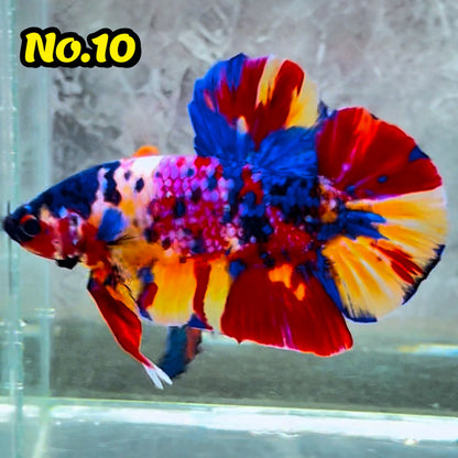 King Giant Plakat Male Betta Fish | You Pick Fish | High Grade