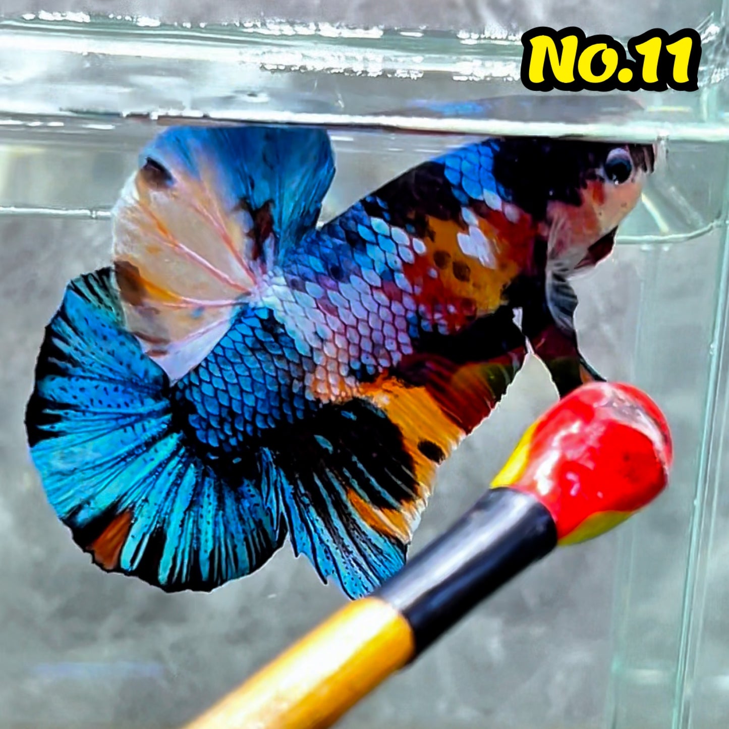 King Giant Plakat Male Betta Fish | You Pick Fish | High Grade