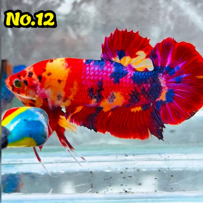 King Giant Plakat Male Betta Fish | You Pick Fish | High Grade