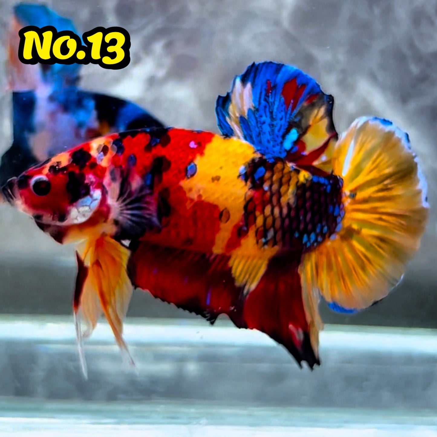 King Giant Plakat Male Betta Fish | You Pick Fish | High Grade