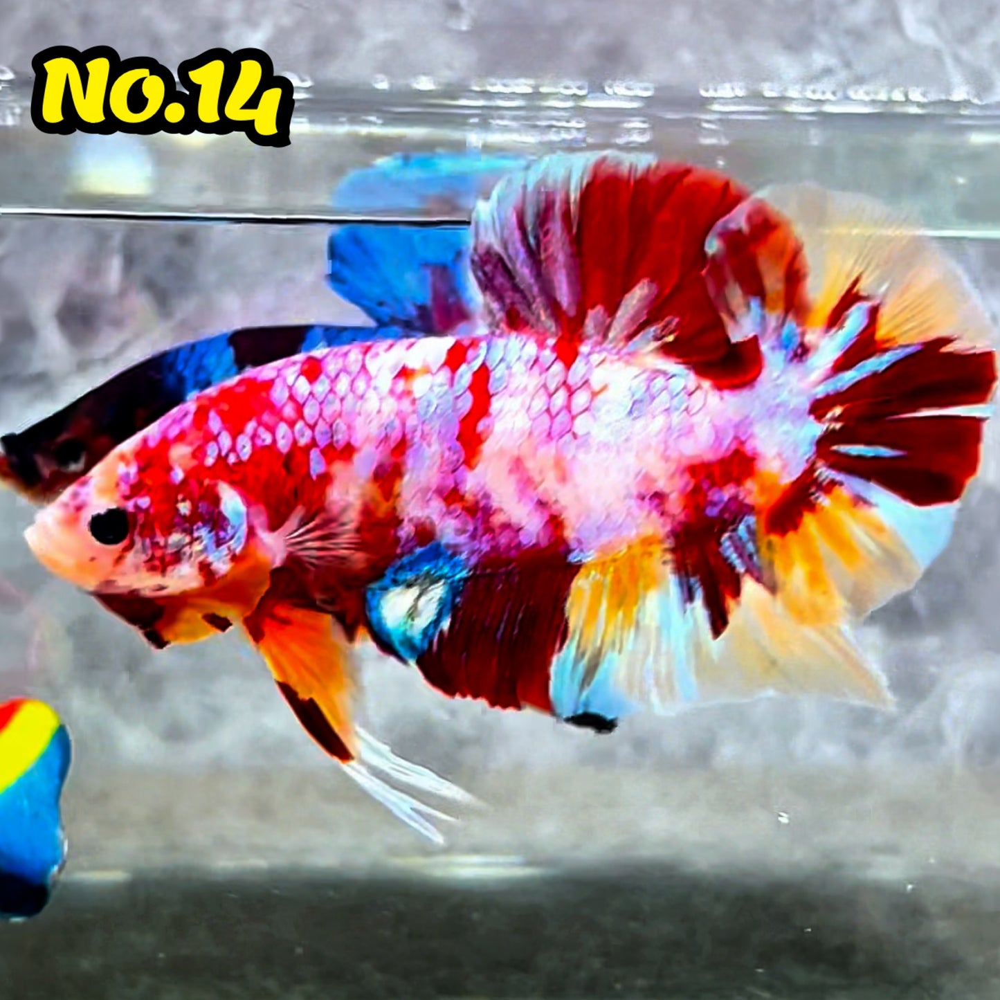 King Giant Plakat Male Betta Fish | You Pick Fish | High Grade