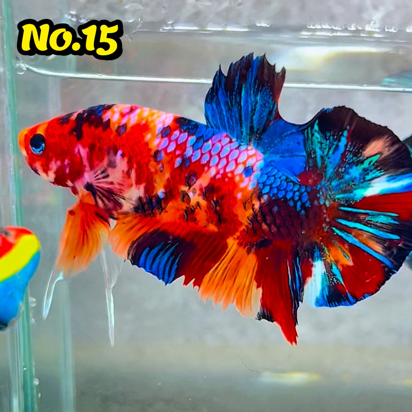 King Giant Plakat Male Betta Fish | You Pick Fish | High Grade