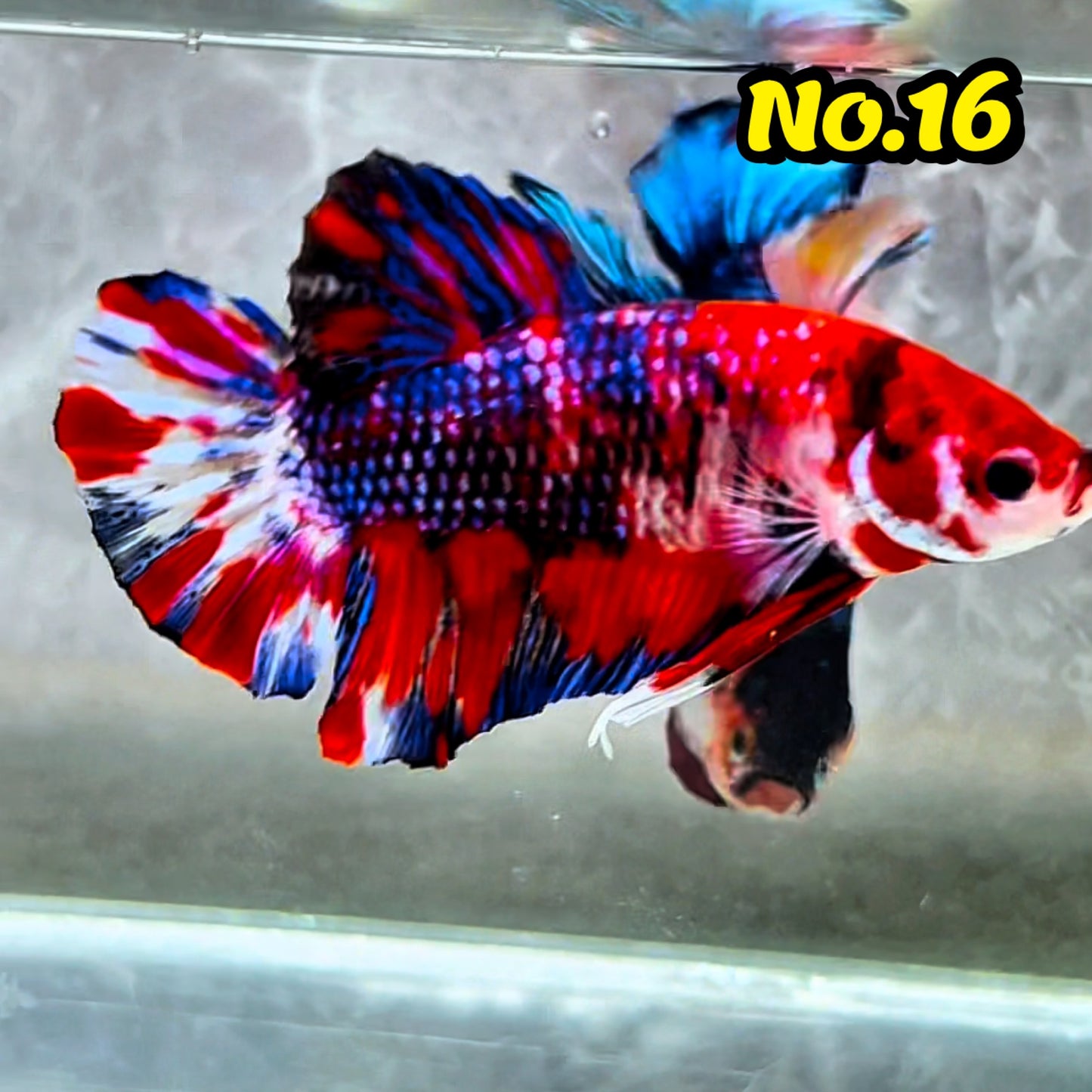 King Giant Plakat Male Betta Fish | You Pick Fish | High Grade