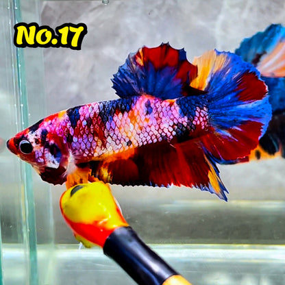 King Giant Plakat Male Betta Fish | You Pick Fish | High Grade