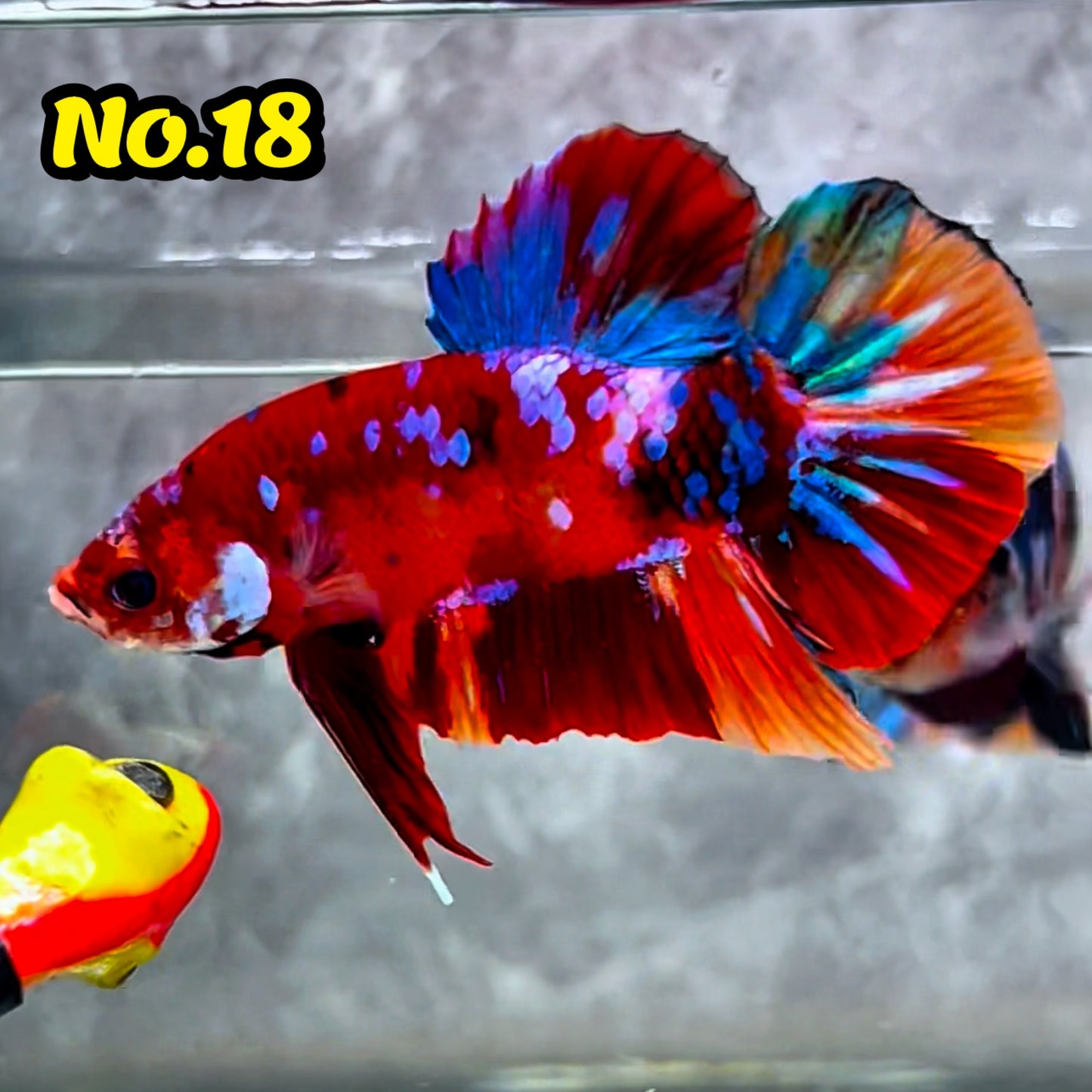 King Giant Plakat Male Betta Fish | You Pick Fish | High Grade