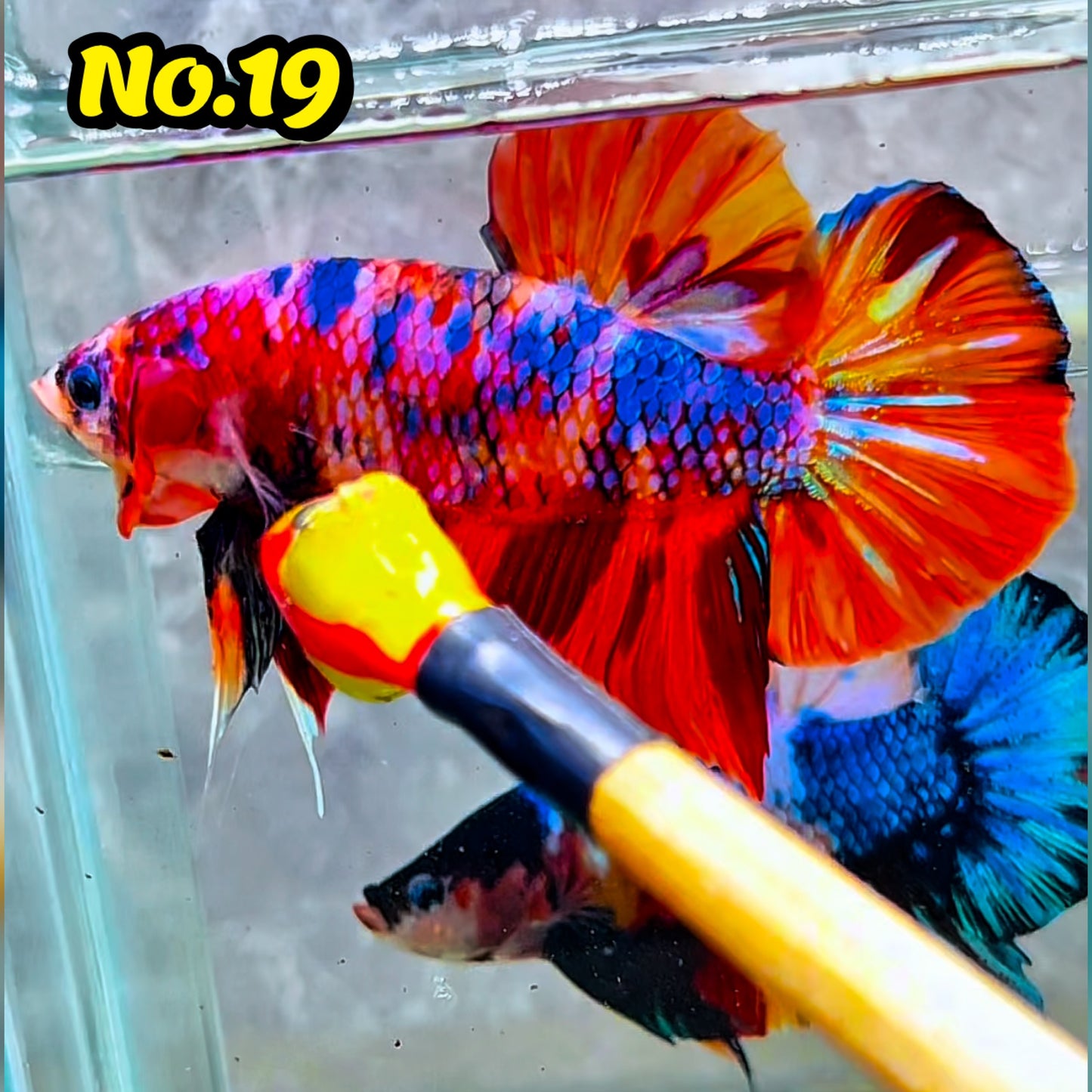 King Giant Plakat Male Betta Fish | You Pick Fish | High Grade