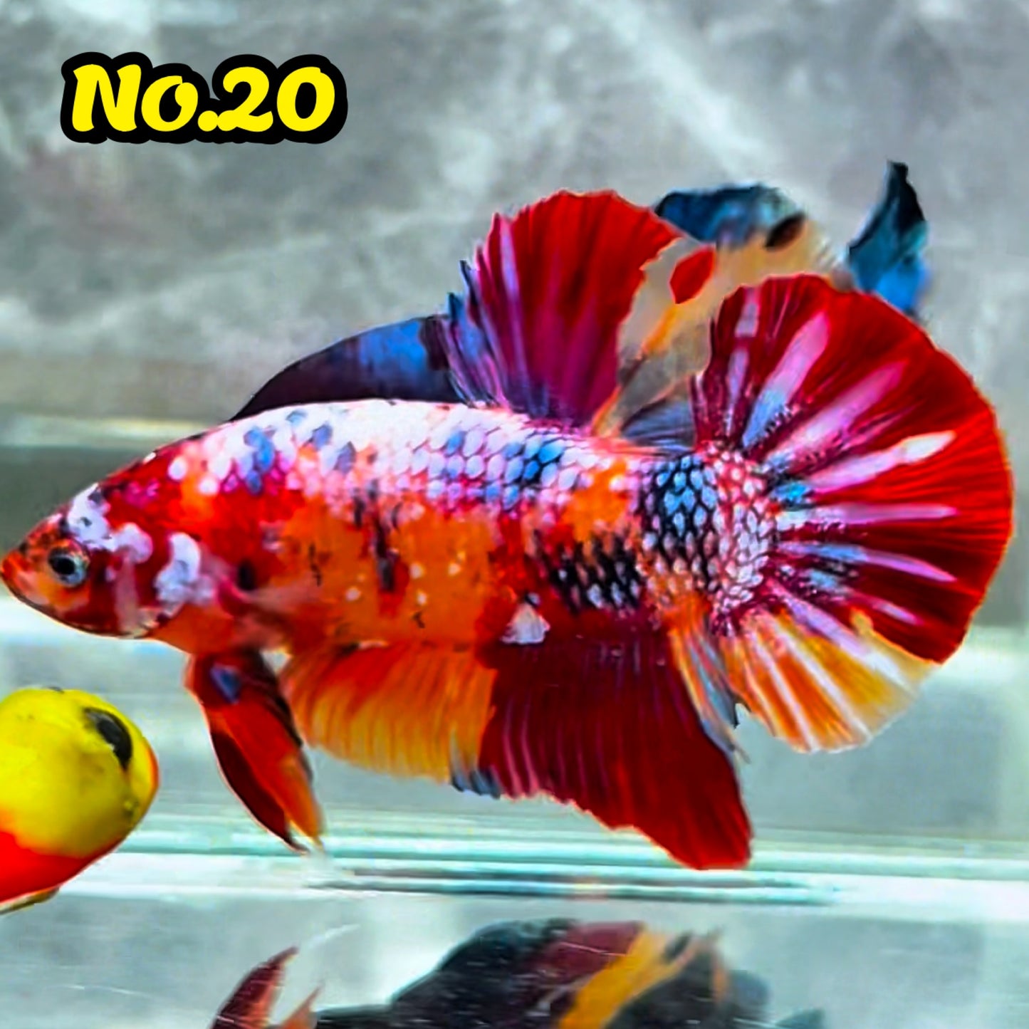 King Giant Plakat Male Betta Fish | You Pick Fish | High Grade