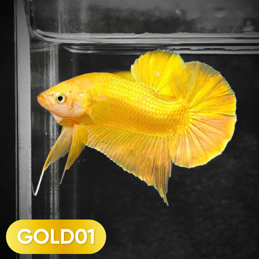 Super Gold Plakat Male Betta Fish