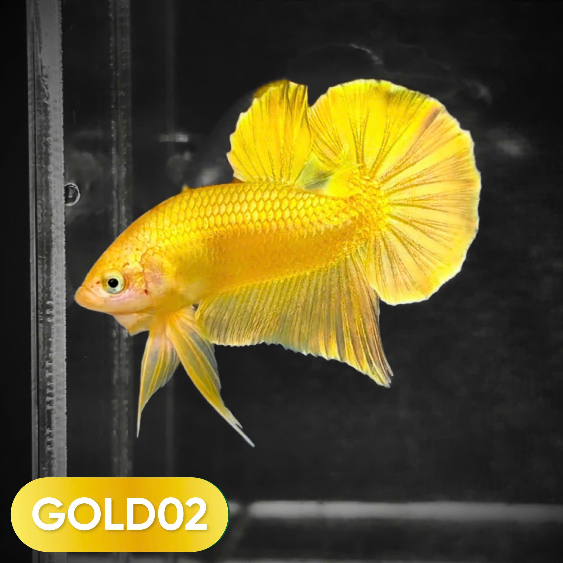 Super Gold Plakat Male Betta Fish
