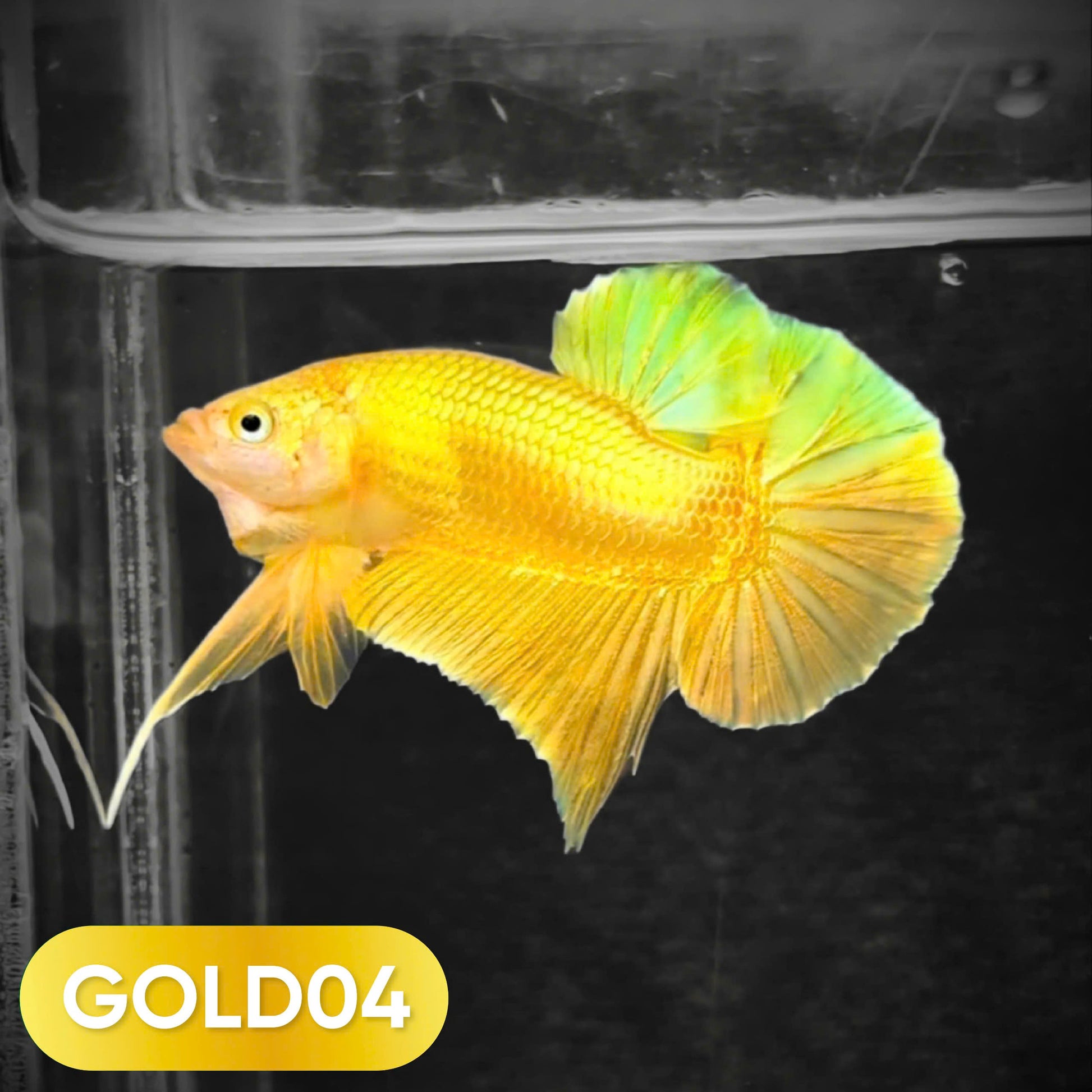 Super Gold Plakat Male Betta Fish