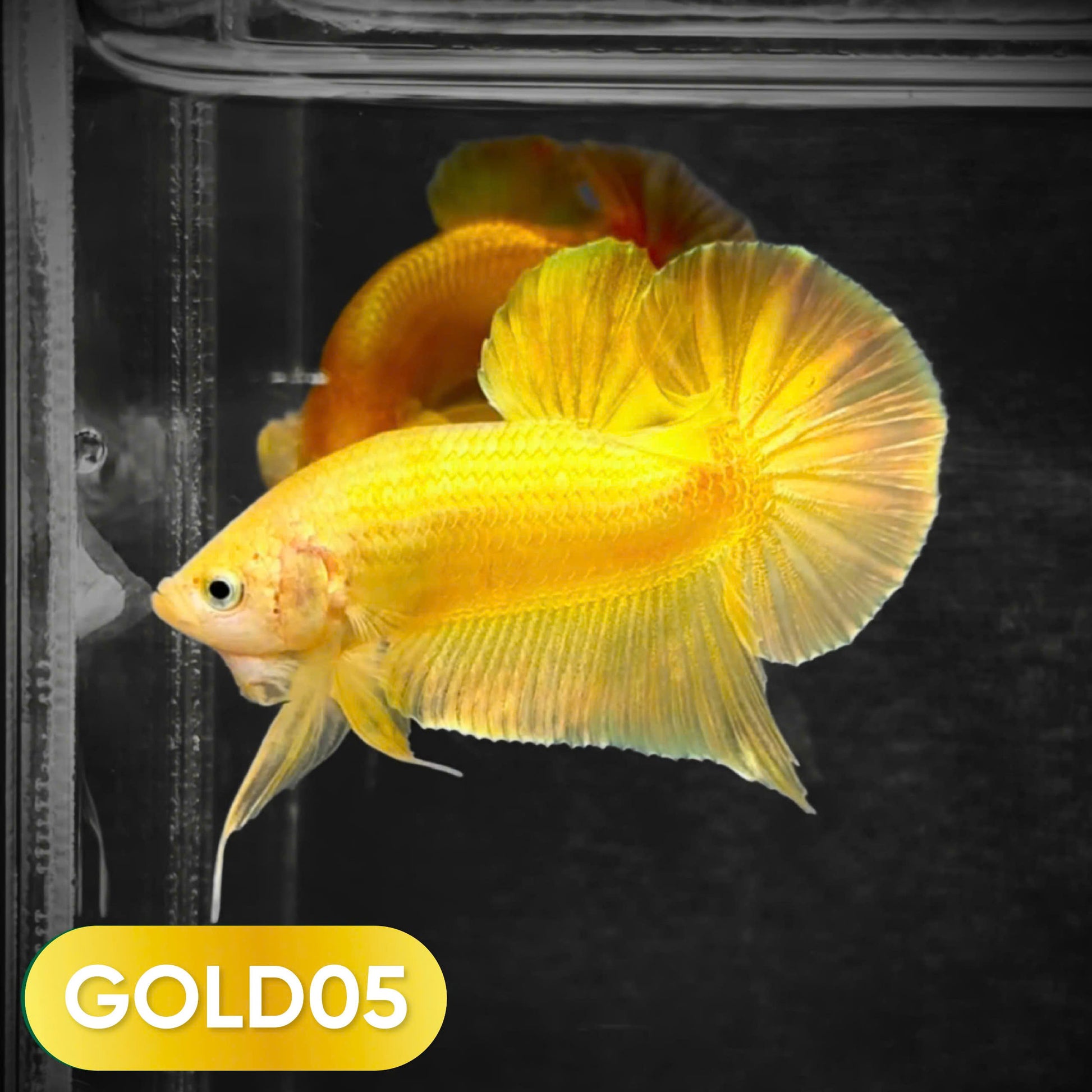 Super Gold Plakat Male Betta Fish