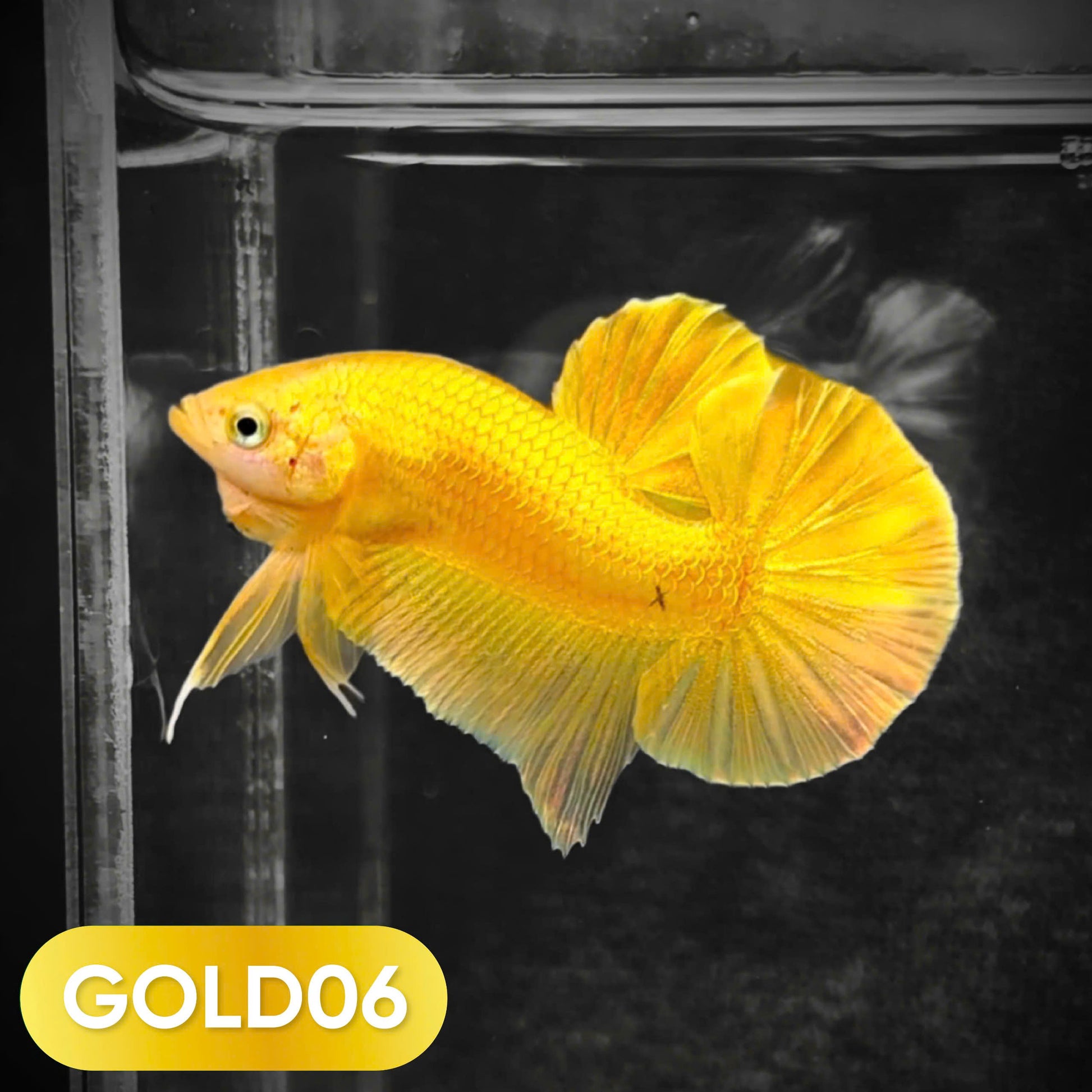 Super Gold Plakat Male Betta Fish