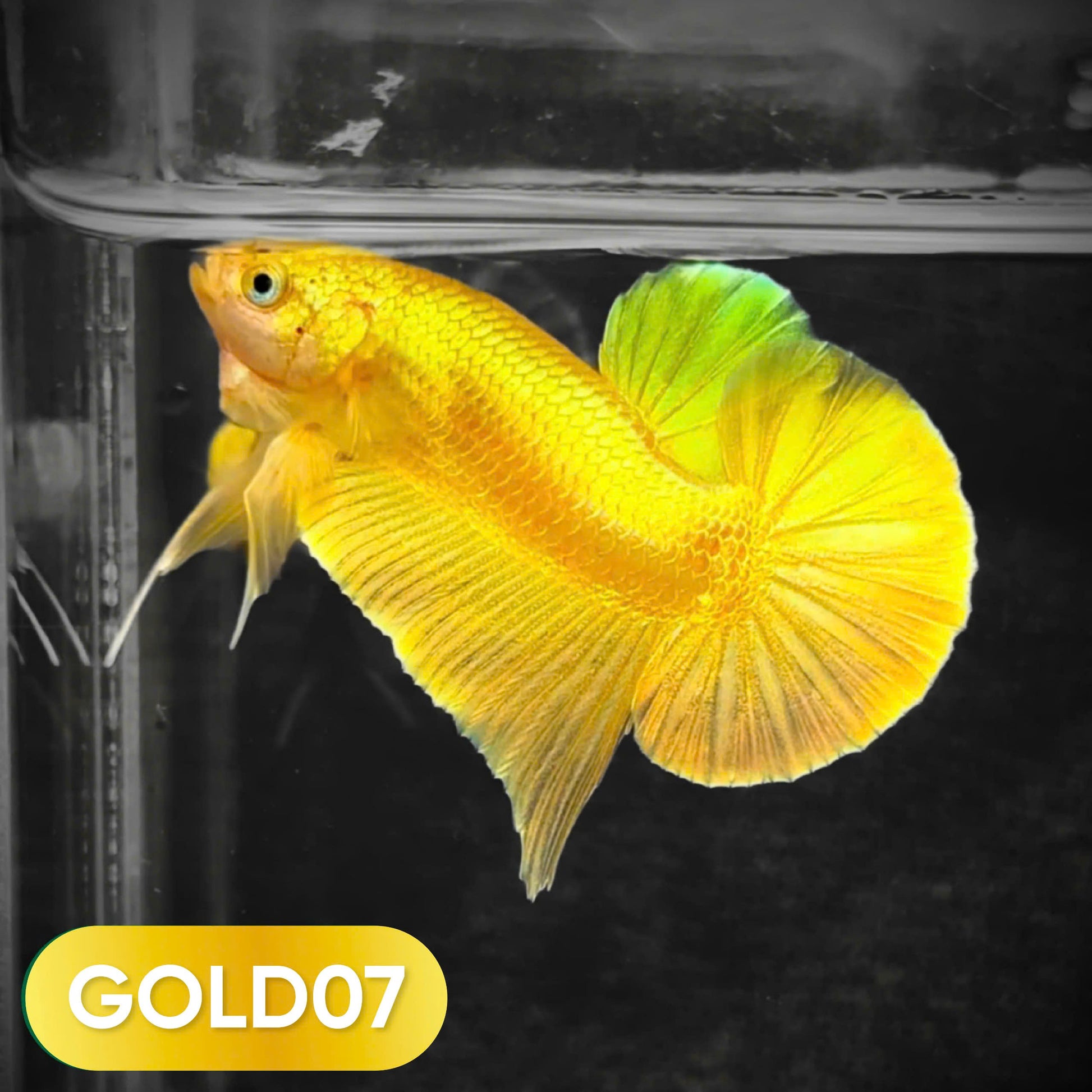 Super Gold Plakat Male Betta Fish
