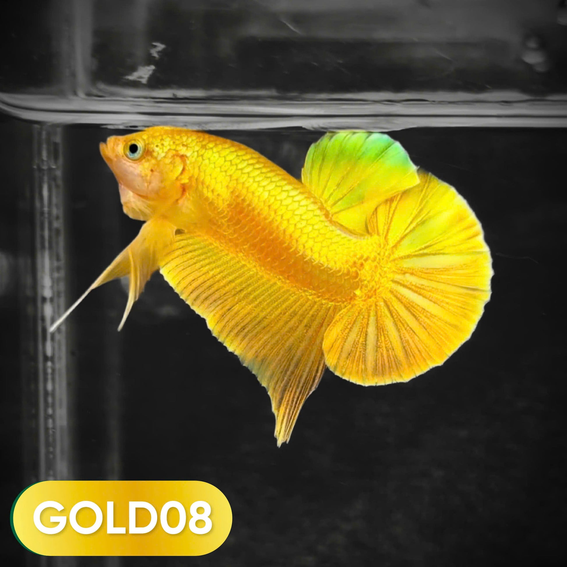 Super Gold Plakat Male Betta Fish