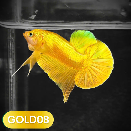 Super Gold Plakat Male Betta Fish