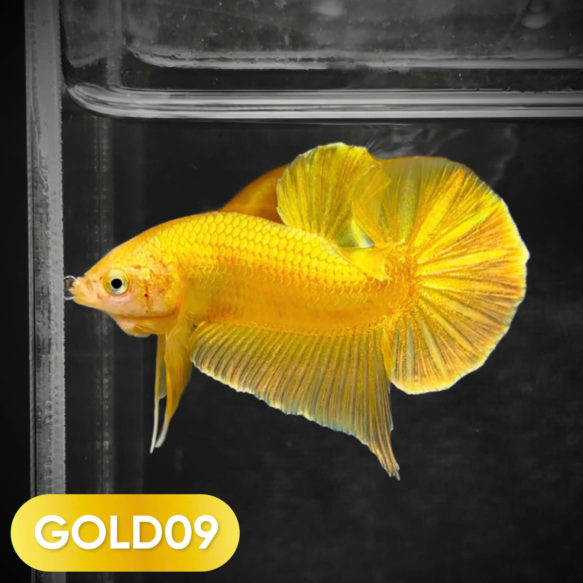 Super Gold Plakat Male Betta Fish