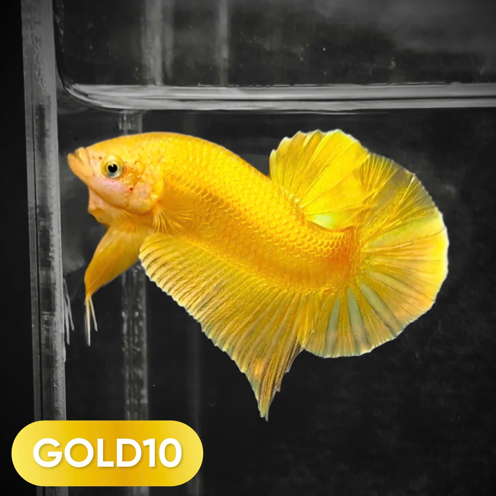 Super Gold Plakat Male Betta Fish