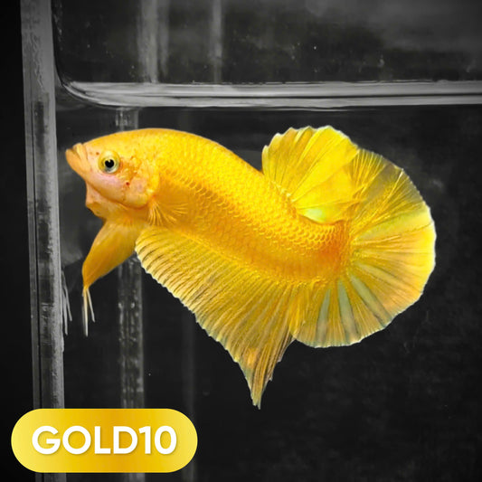 Super Gold Plakat Male Betta Fish