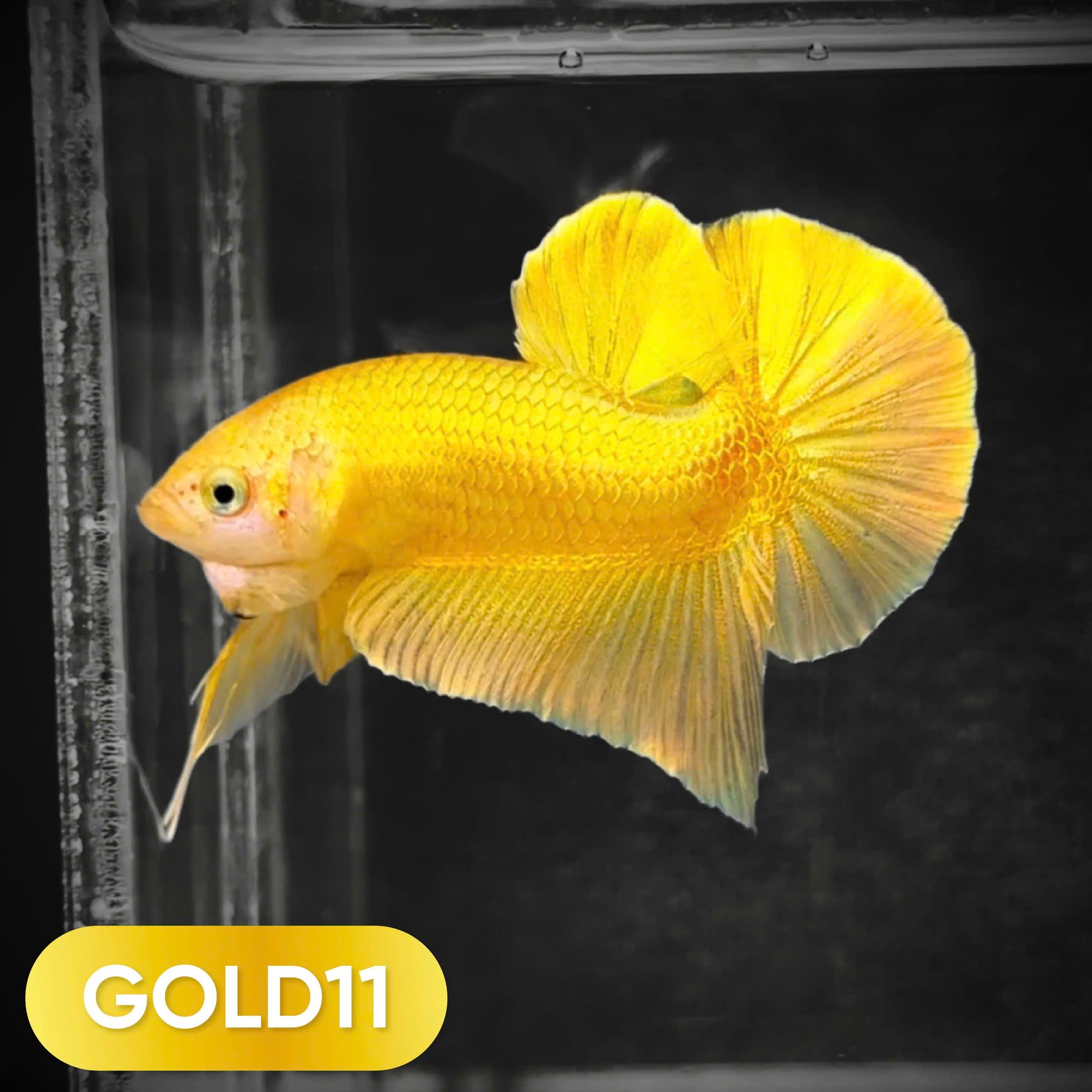 Super Gold Plakat Male Betta Fish