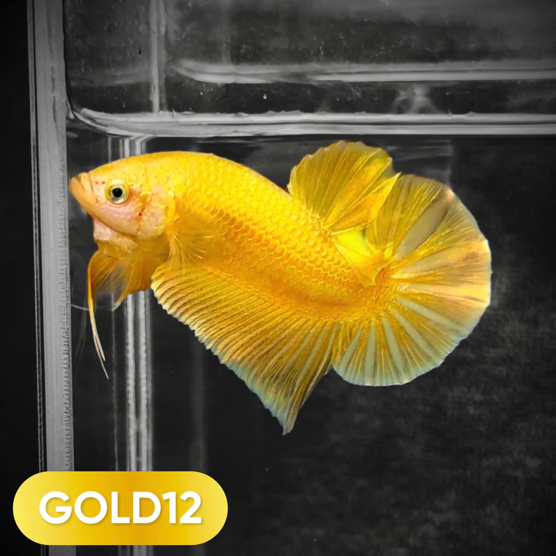 Super Gold Plakat Male Betta Fish
