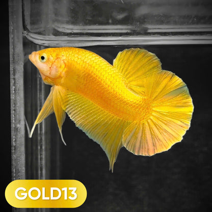 Super Gold Plakat Male Betta Fish