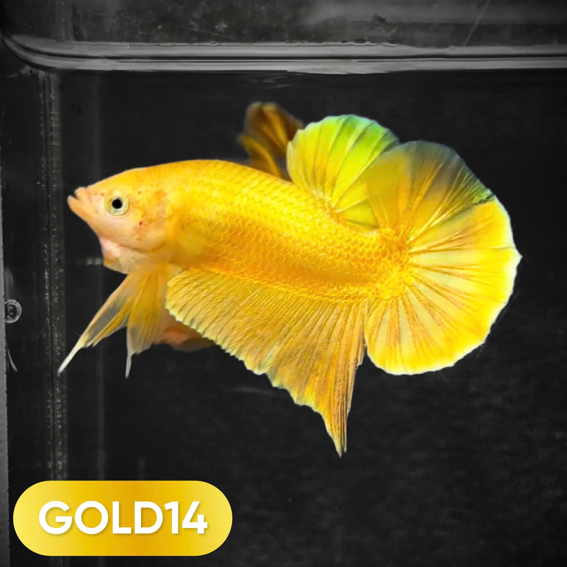 Super Gold Plakat Male Betta Fish