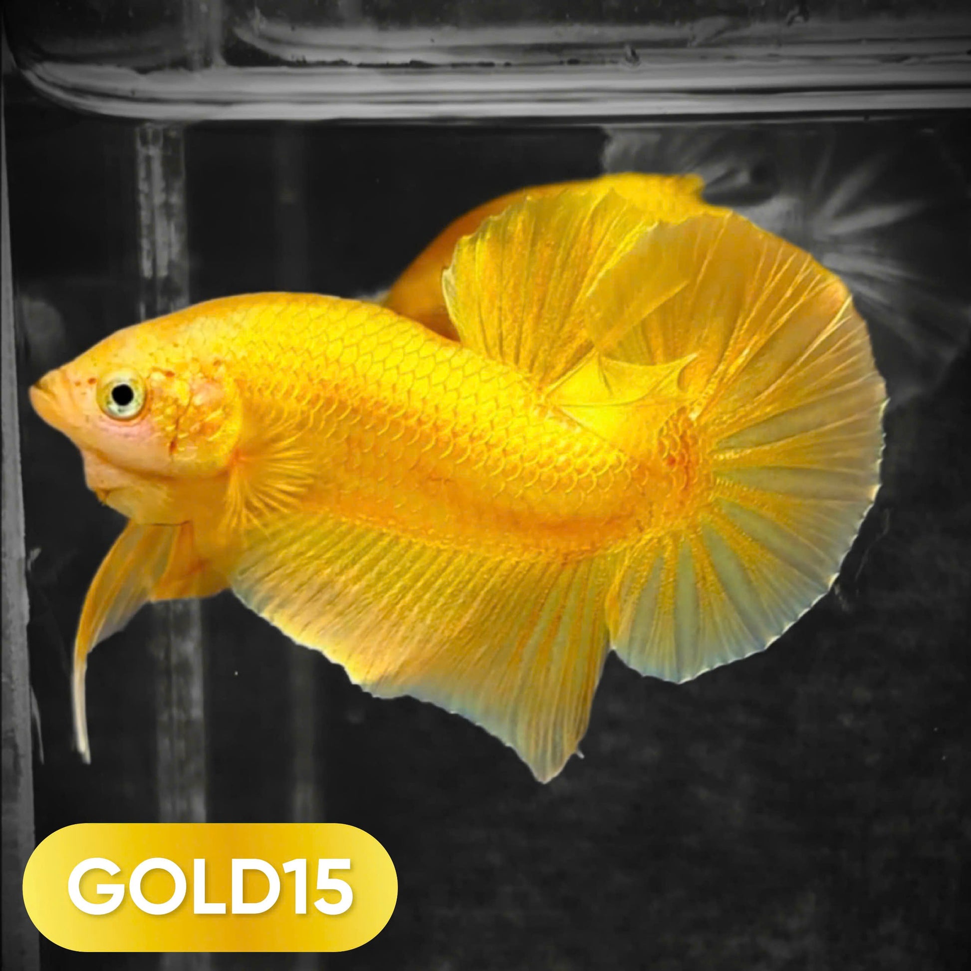 Super Gold Plakat Male Betta Fish