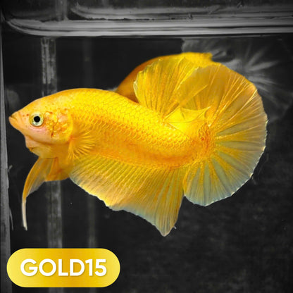 Super Gold Plakat Male Betta Fish