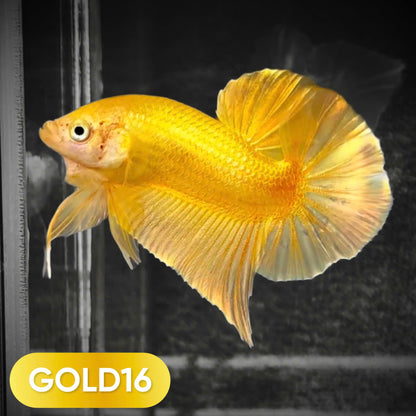 Super Gold Plakat Male Betta Fish