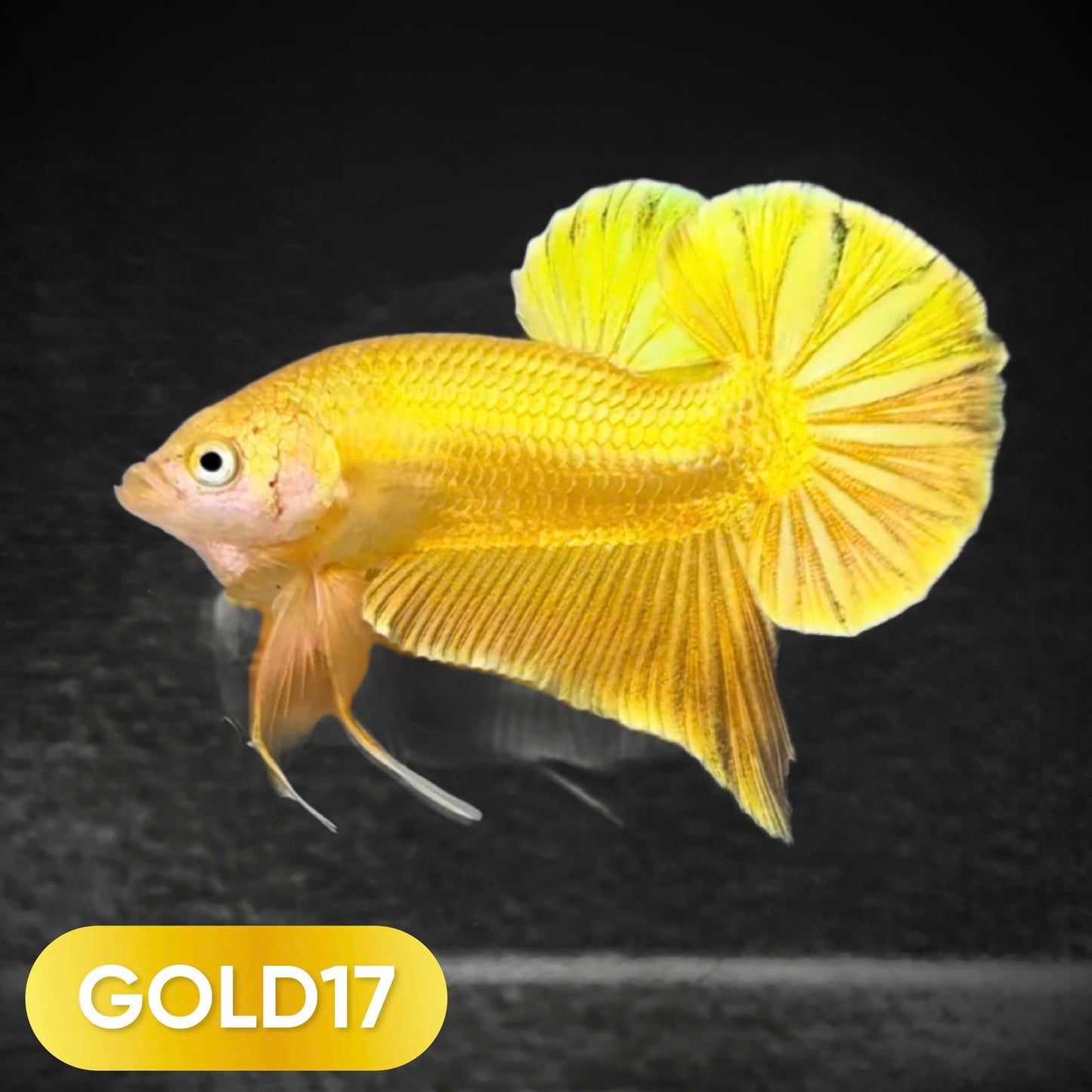 Super Gold Plakat Male Betta Fish