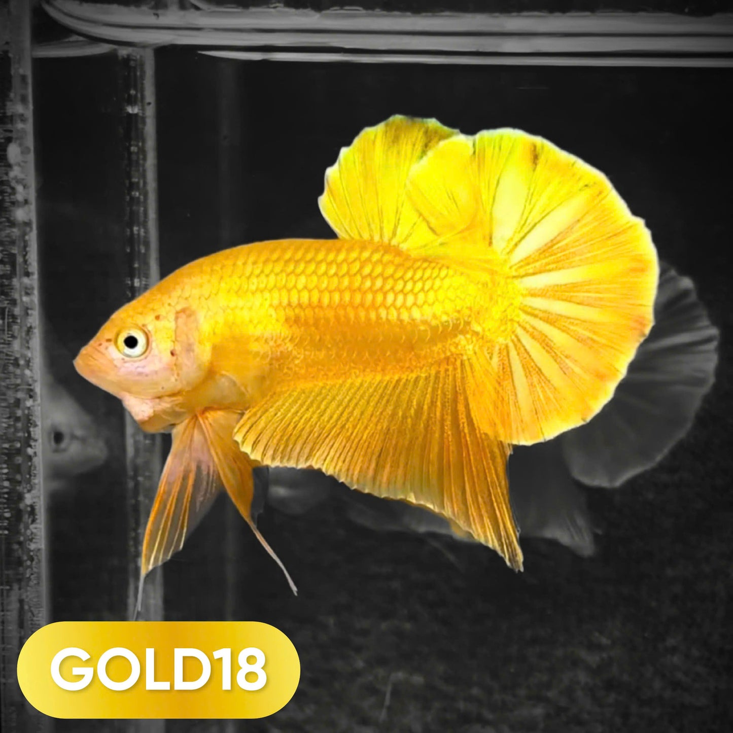 Super Gold Plakat Male Betta Fish