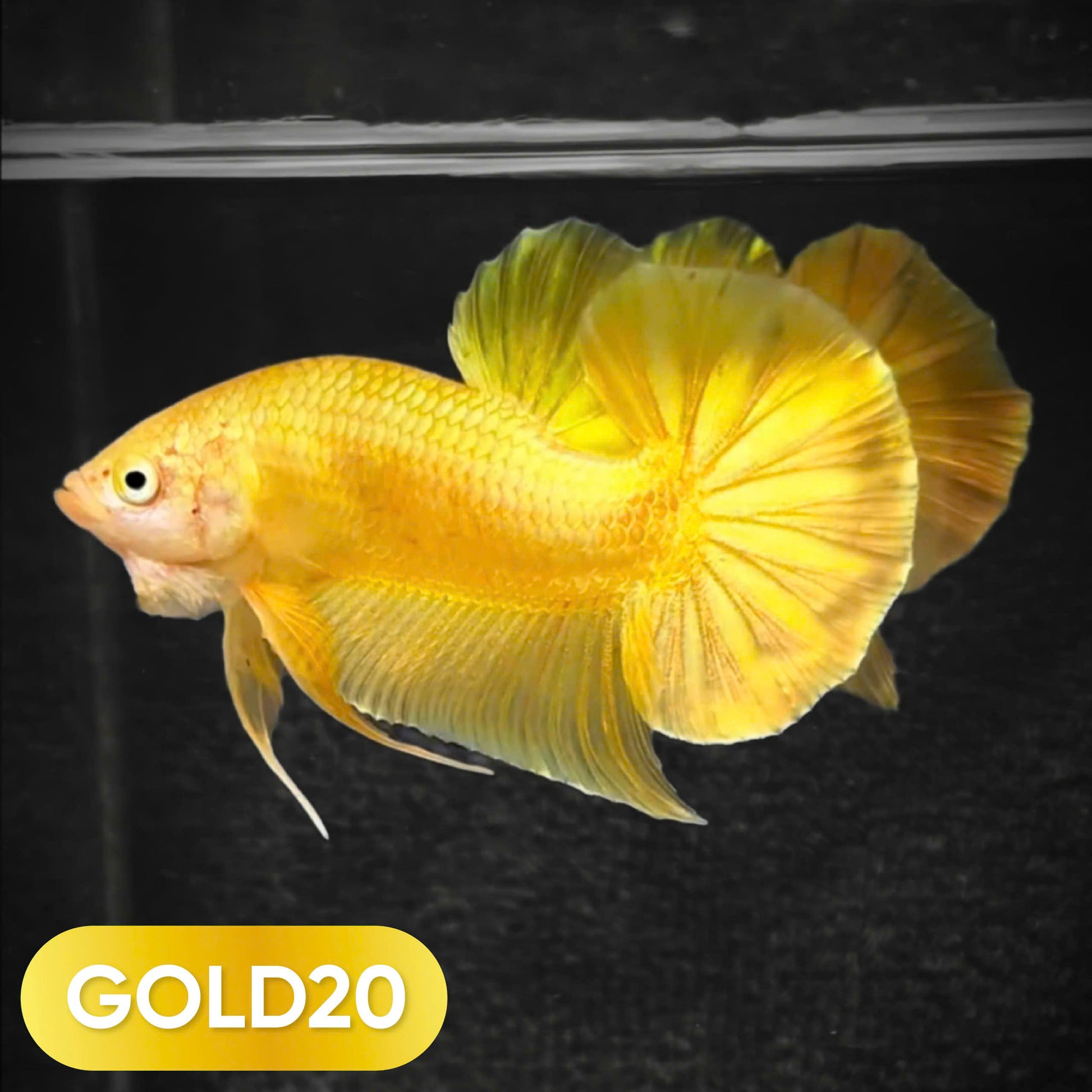 Super Gold Plakat Male Betta Fish
