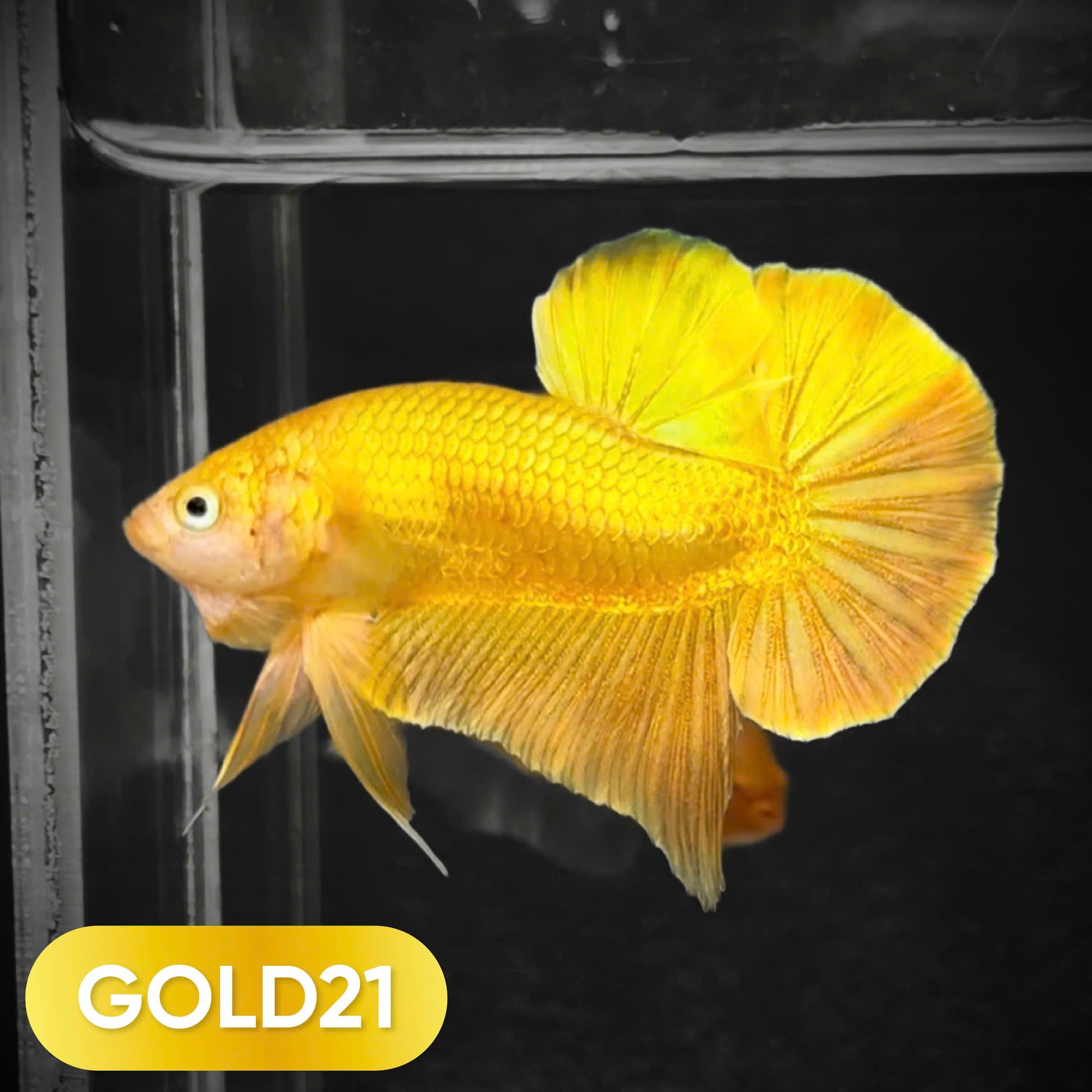 Super Gold Plakat Male Betta Fish