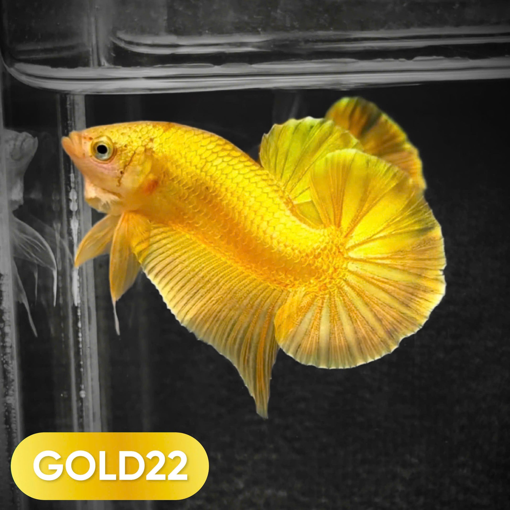 Super Gold Plakat Male Betta Fish