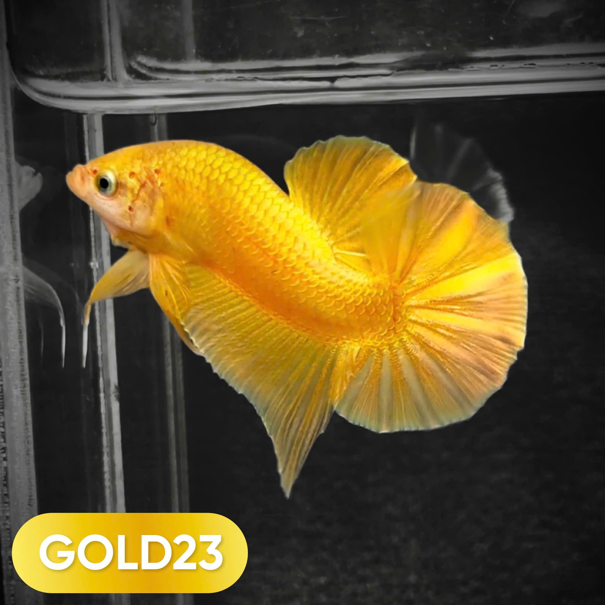 Super Gold Plakat Male Betta Fish
