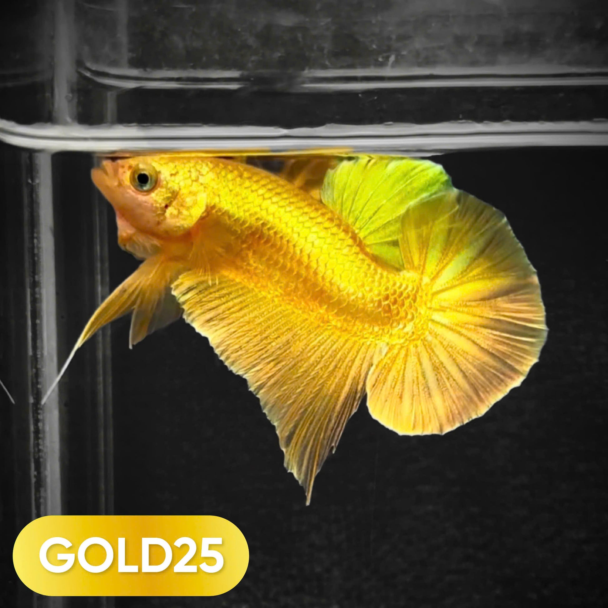 Super Gold Plakat Male Betta Fish