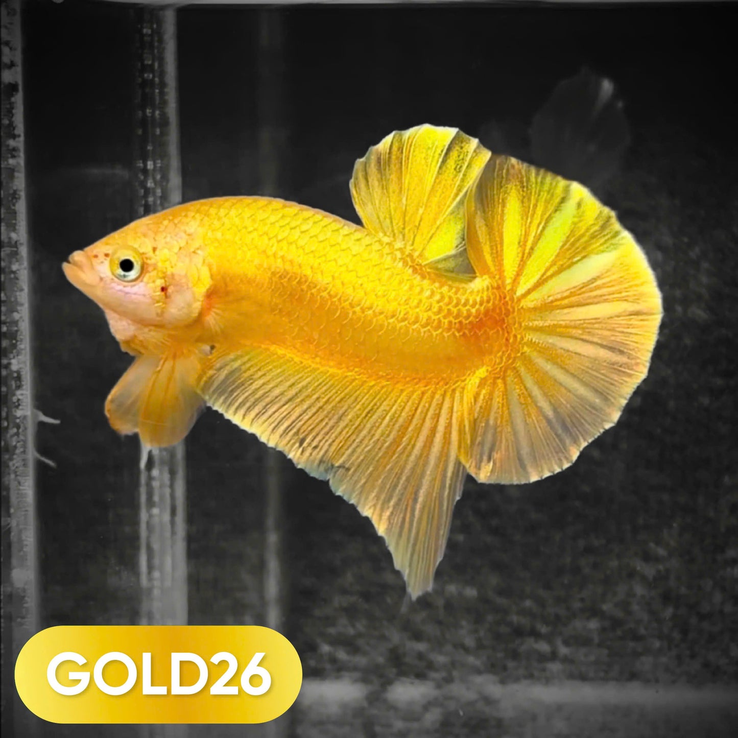 Super Gold Plakat Male Betta Fish