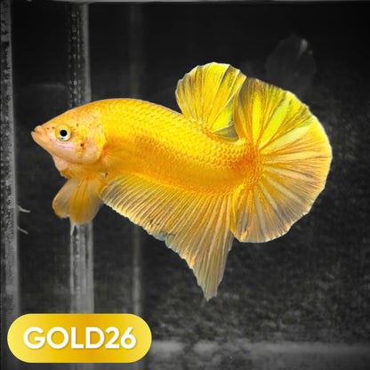Super Gold Plakat Male Betta Fish