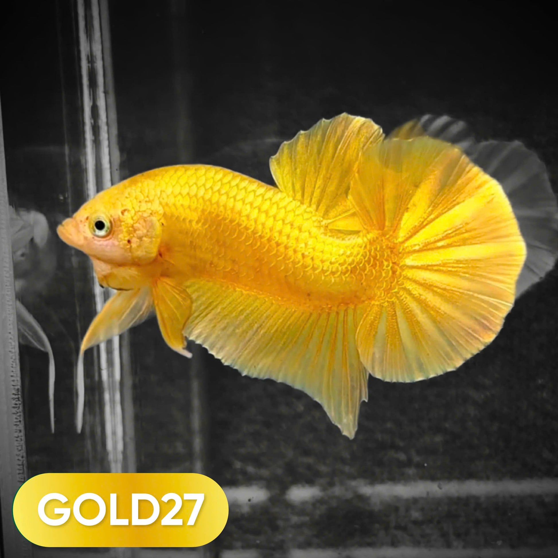 Super Gold Plakat Male Betta Fish