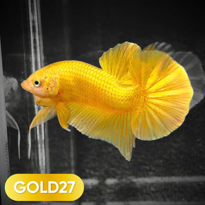 Super Gold Plakat Male Betta Fish