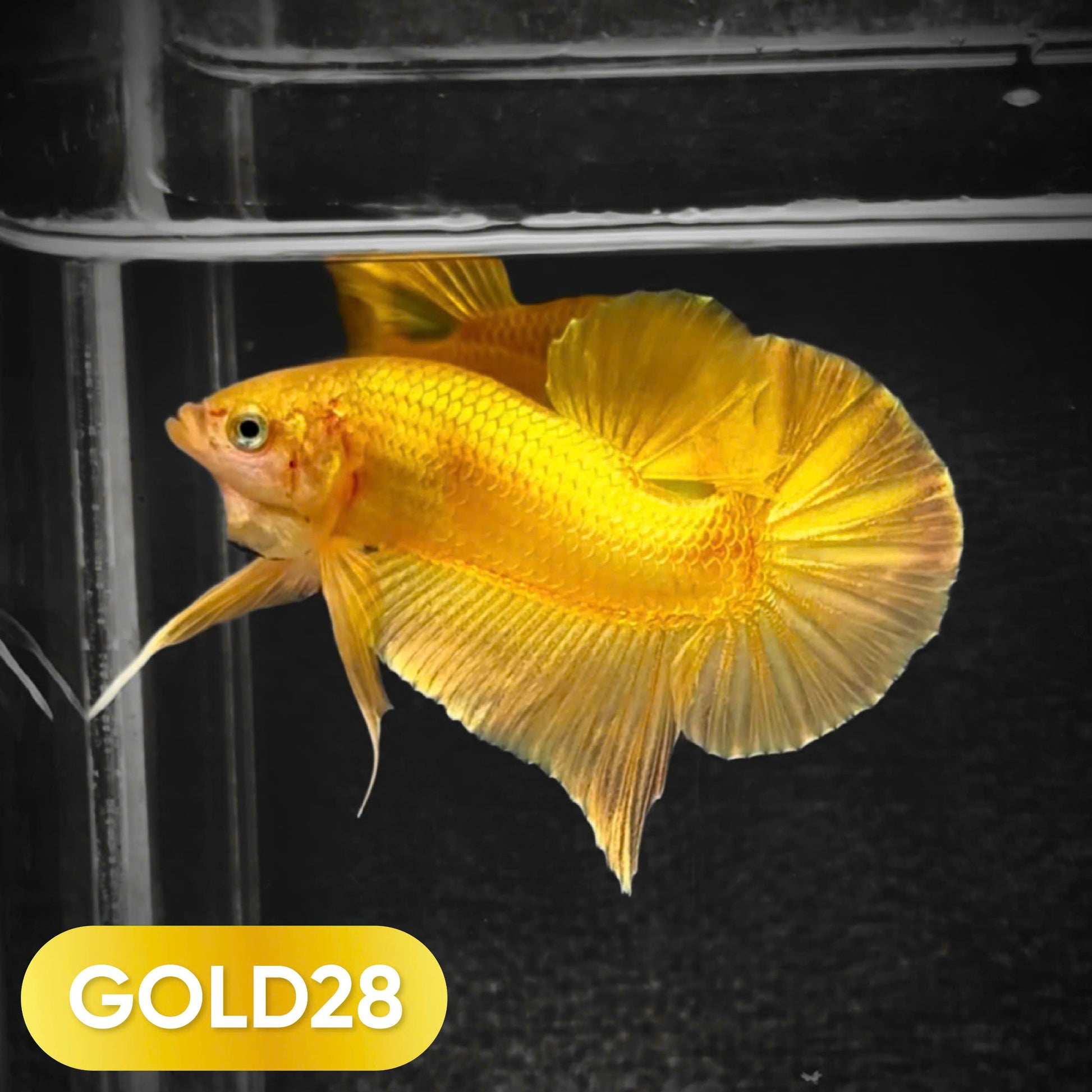 Super Gold Plakat Male Betta Fish