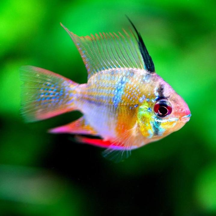 Blue Ramp Fish German Blue Ram Cichlid | Vibrant Aquarium Fish – Tropicflow