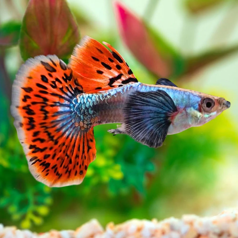 Dumbo Red Mosaic Guppy | Red Mosaic Dumbo Ear Guppy Fish | Tropicflow