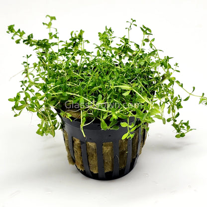 Potted Pearlweed