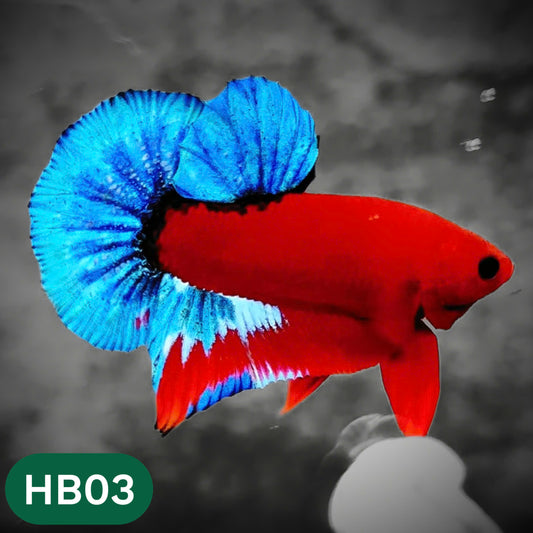 Hellboy Plakat Male Betta Fish | Order Directly From Farm | You Pick Fish