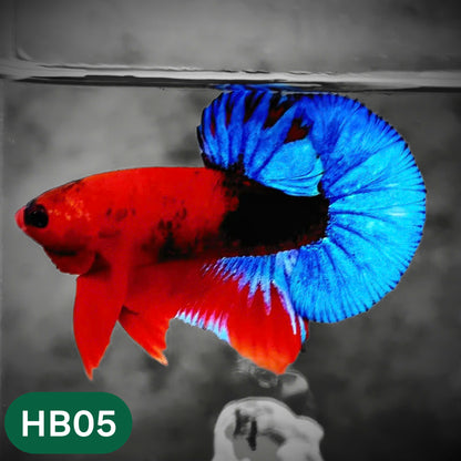 Hellboy Plakat Male Betta Fish | Order Directly From Farm | You Pick Fish