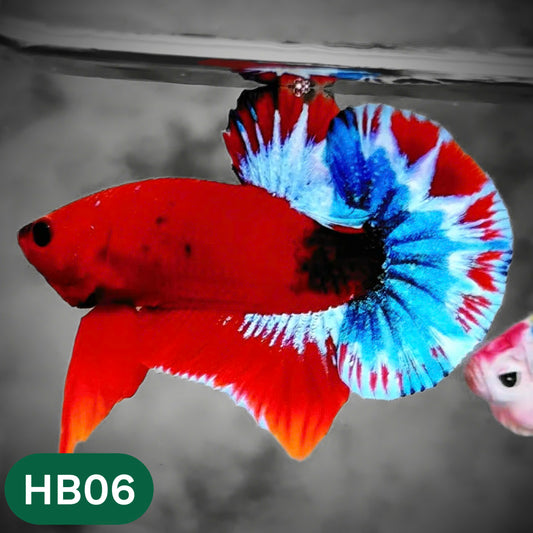 Hellboy Plakat Male Betta Fish | Order Directly From Farm | You Pick Fish