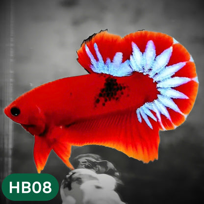 Hellboy Plakat Male Betta Fish | Order Directly From Farm | You Pick Fish
