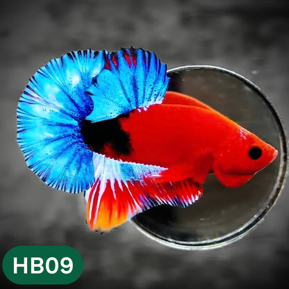 Hellboy Plakat Male Betta Fish | Order Directly From Farm | You Pick Fish