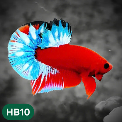 Hellboy Plakat Male Betta Fish | Order Directly From Farm | You Pick Fish